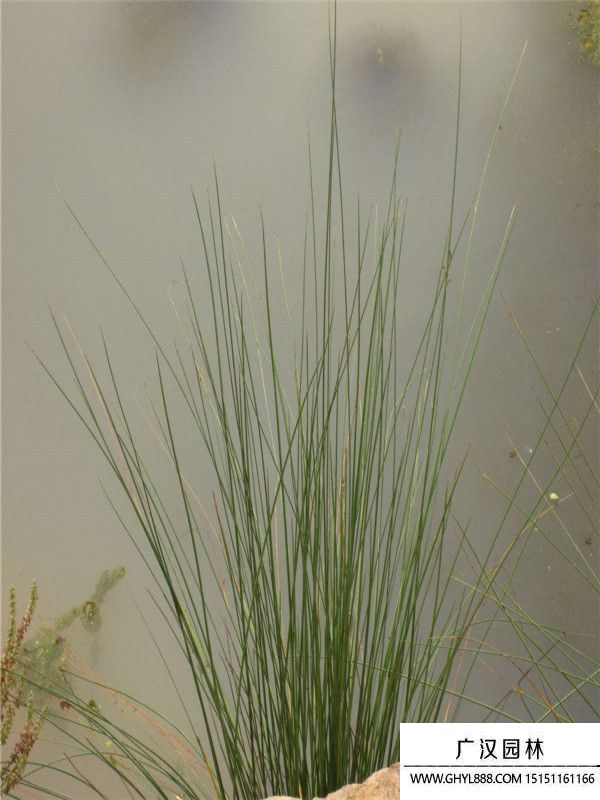 燈芯草