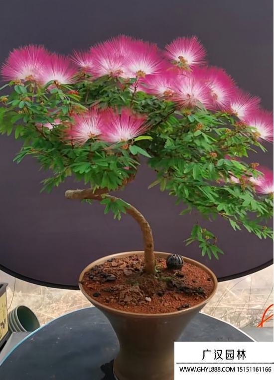 香水合歡