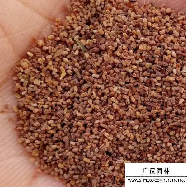 毛地黃種子