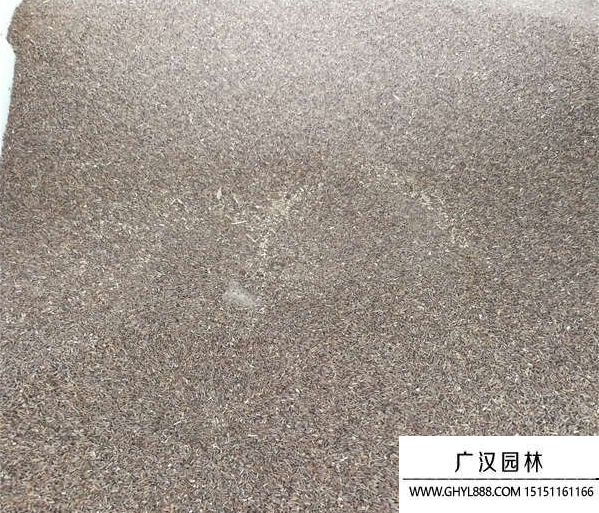 美女櫻種子