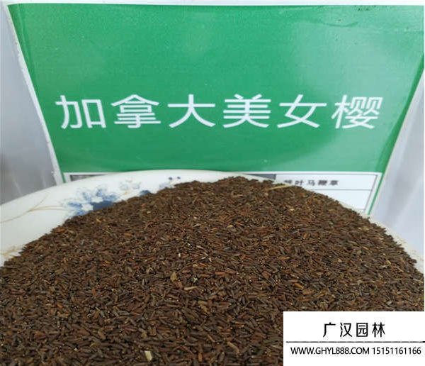 美女櫻種子