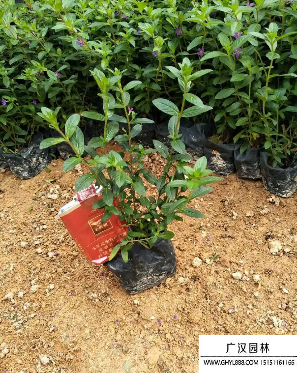 滿天星