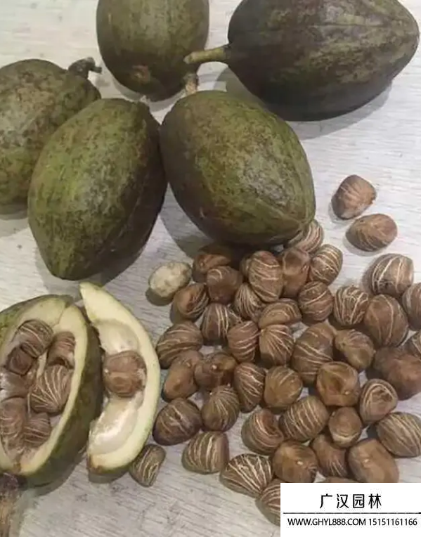 瓜栗種子