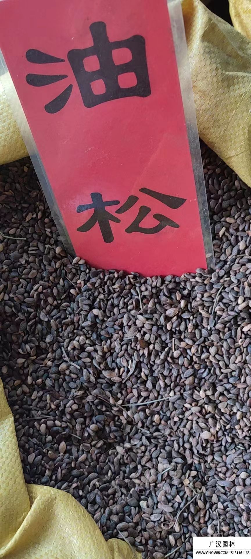 油松種子