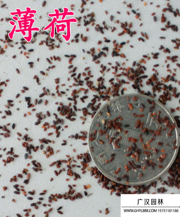 留蘭香薄荷