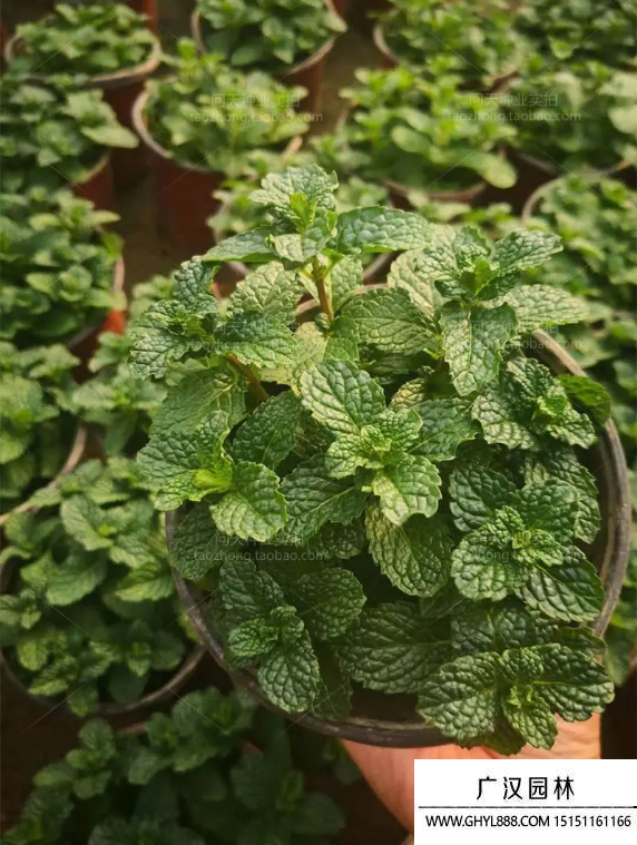留蘭香薄荷