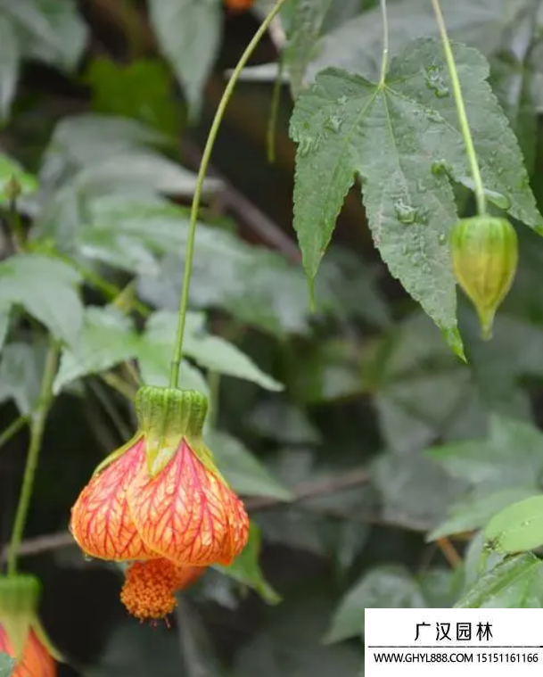 紋瓣懸鈴花