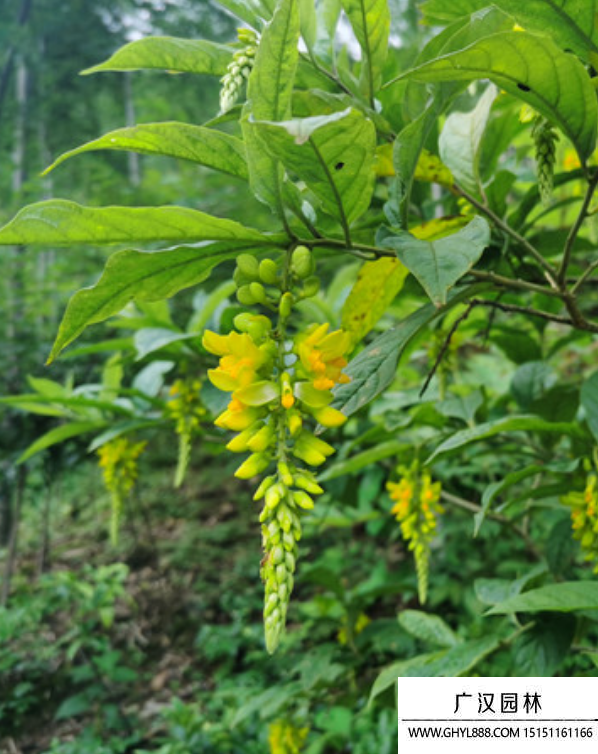 黃花倒水蓮