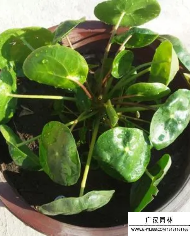 鏡面草
