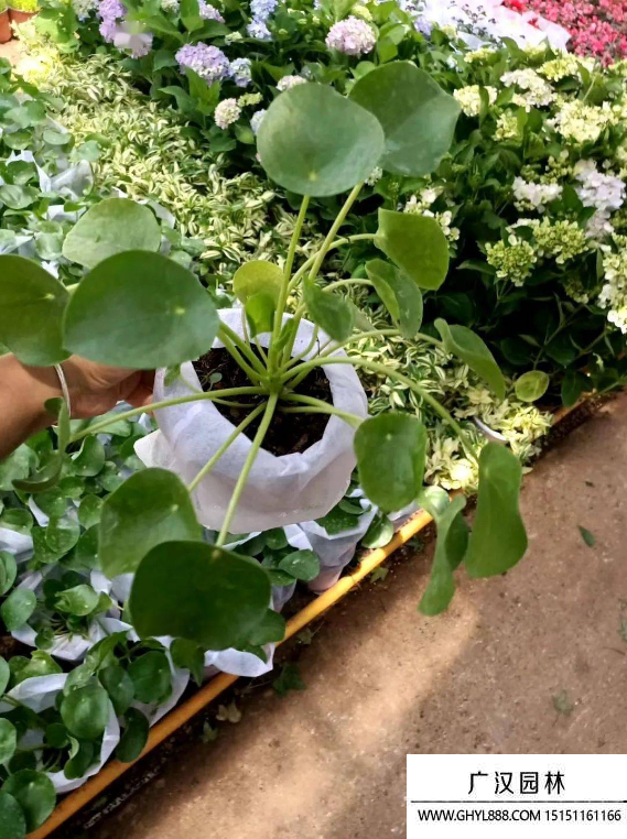 鏡面草