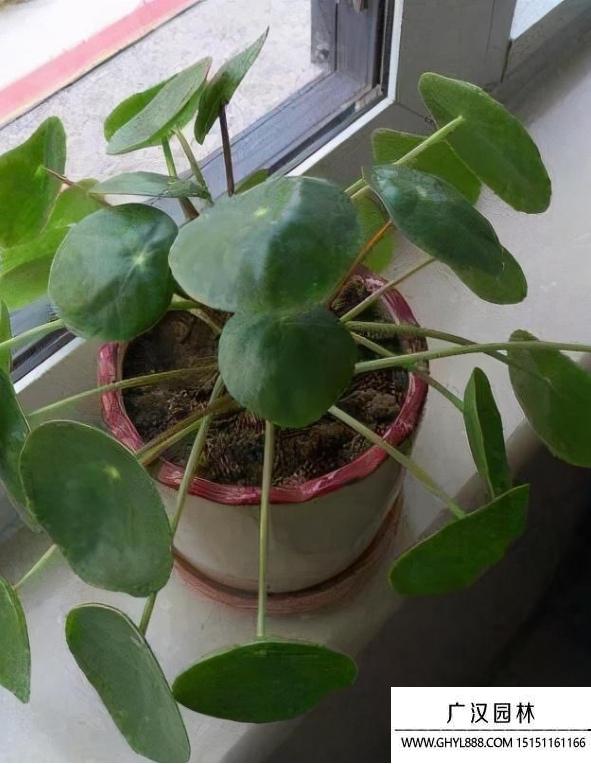 鏡面草