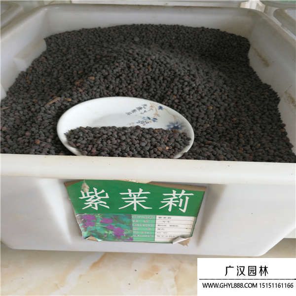 紫茉莉種子