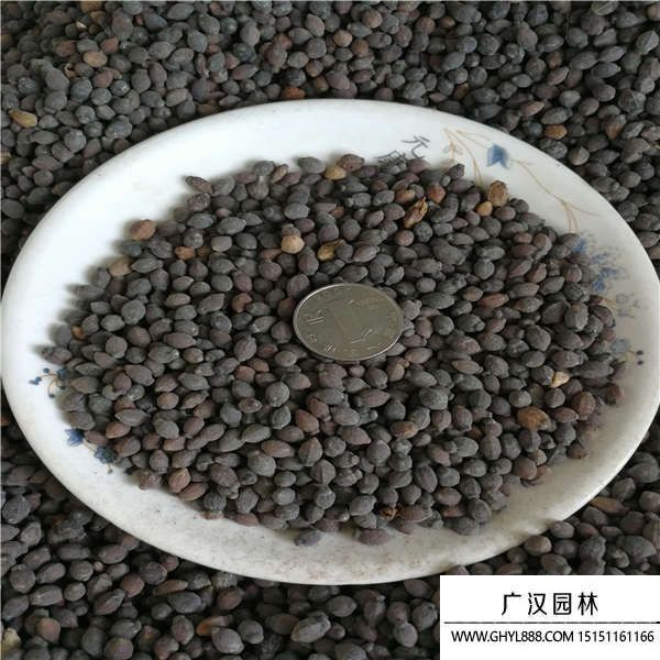 紫茉莉種子