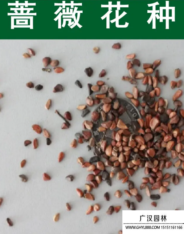 薔薇種子