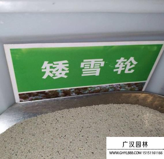 矮雪輪種子