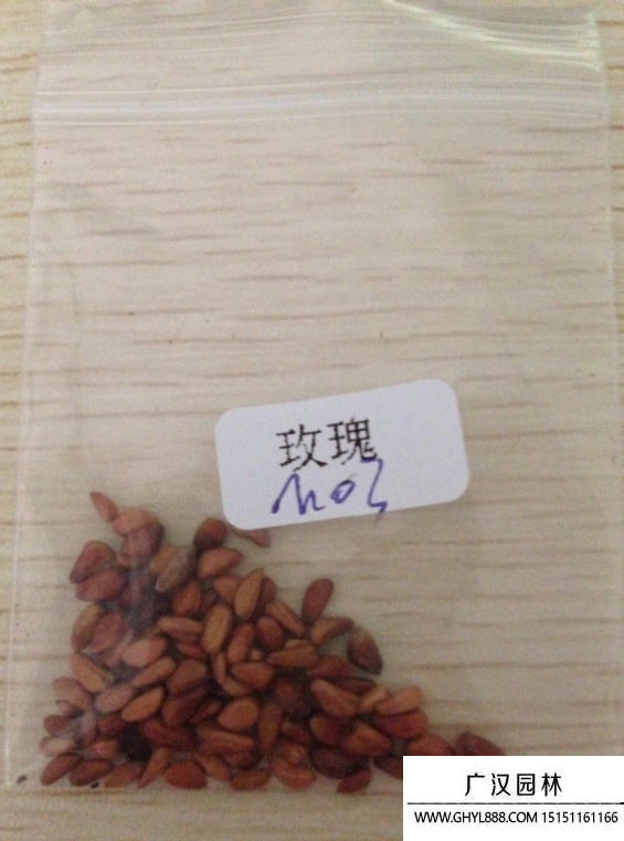 玫瑰花種子