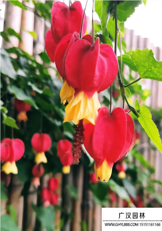 燈籠花