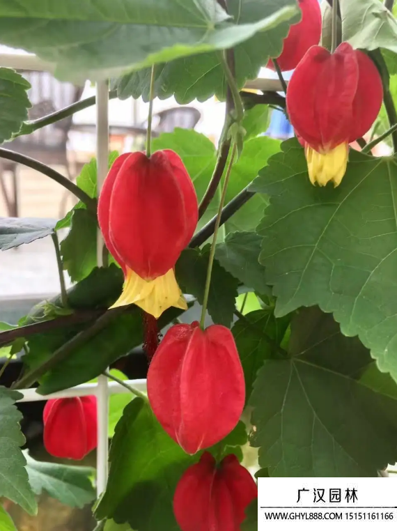 燈籠花