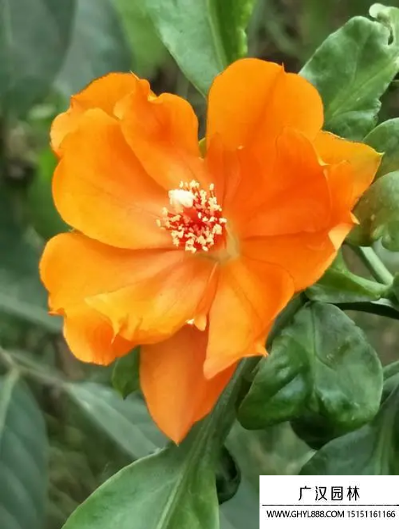 櫻麒麟
