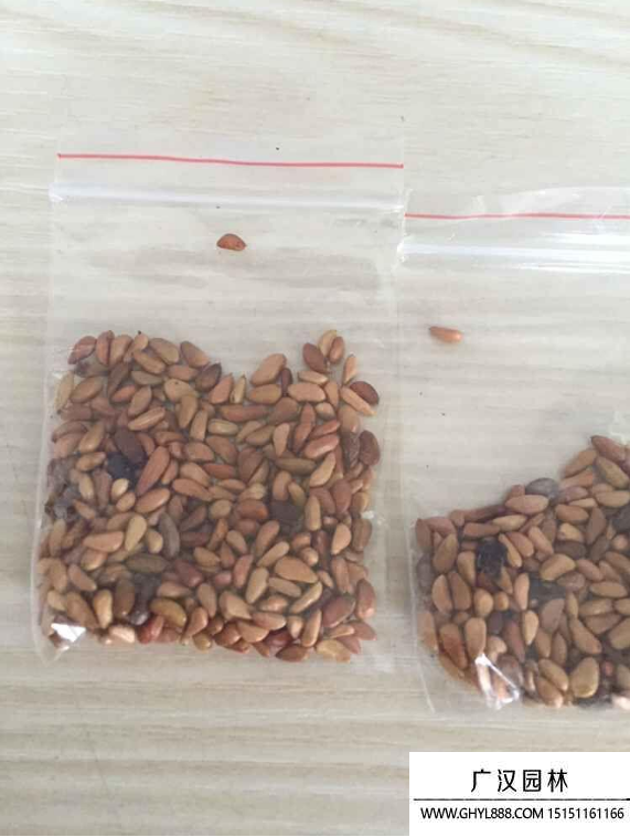 玫瑰種子