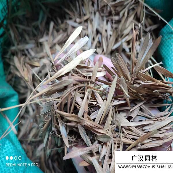 白蠟種子