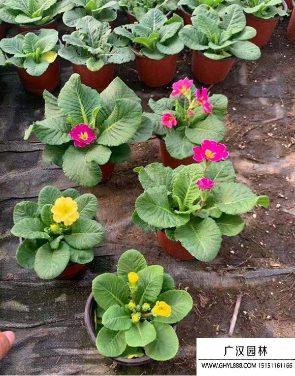 報春花