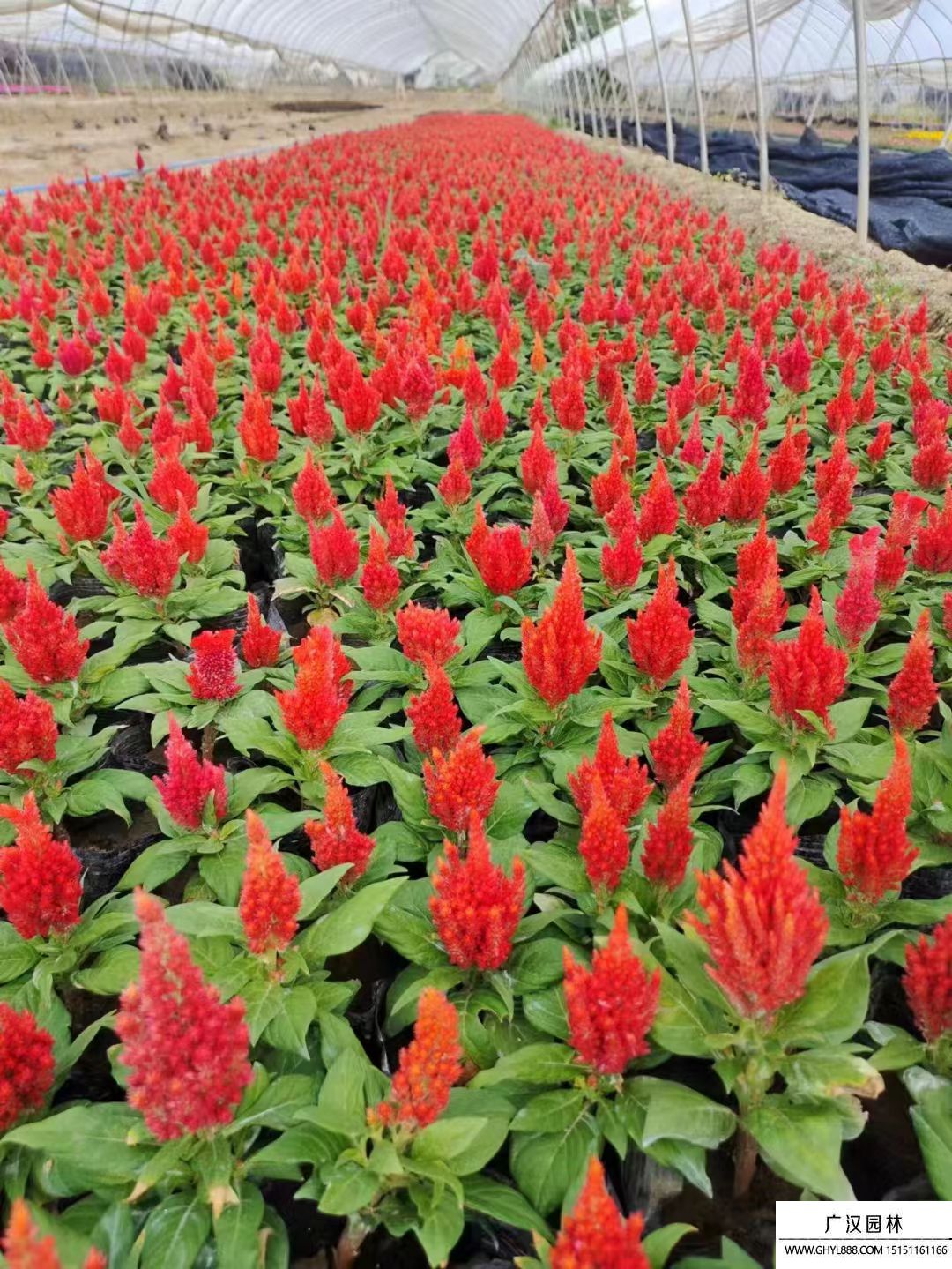 雞冠花