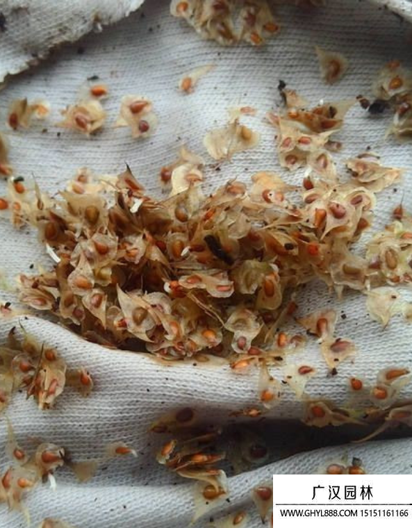毛茛種子
