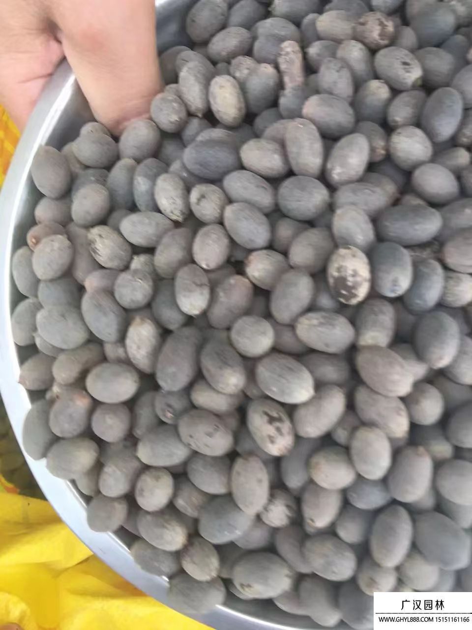 盆蓮種子