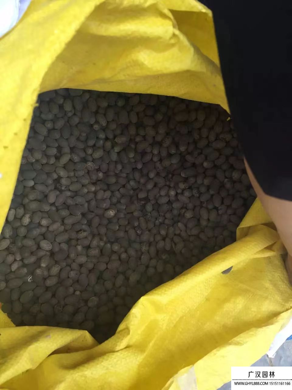 盆蓮種子