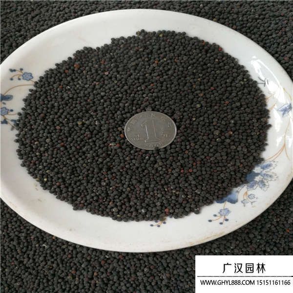 滿天星種子