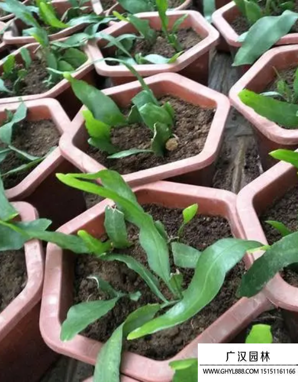 曇花