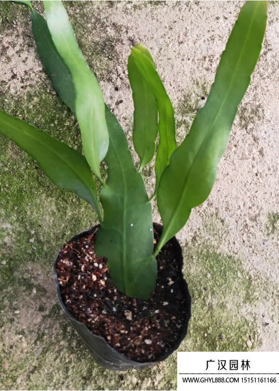 曇花