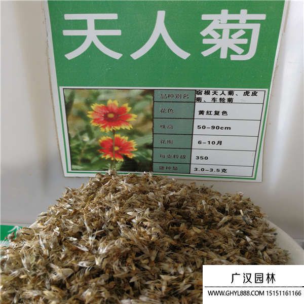 天人菊種子