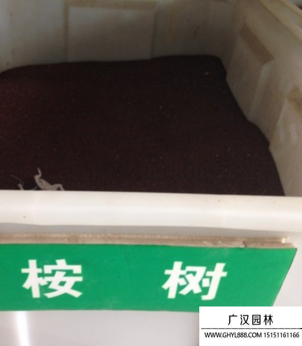大葉桉樹種子