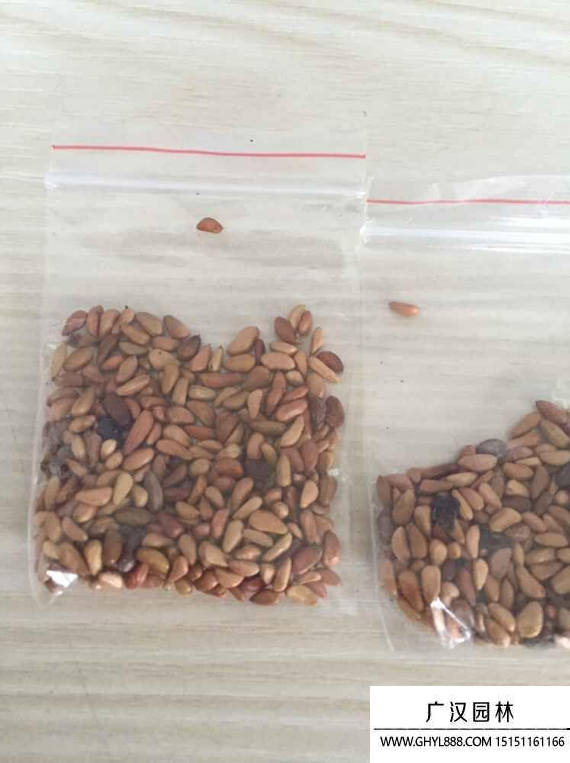 玫瑰種子