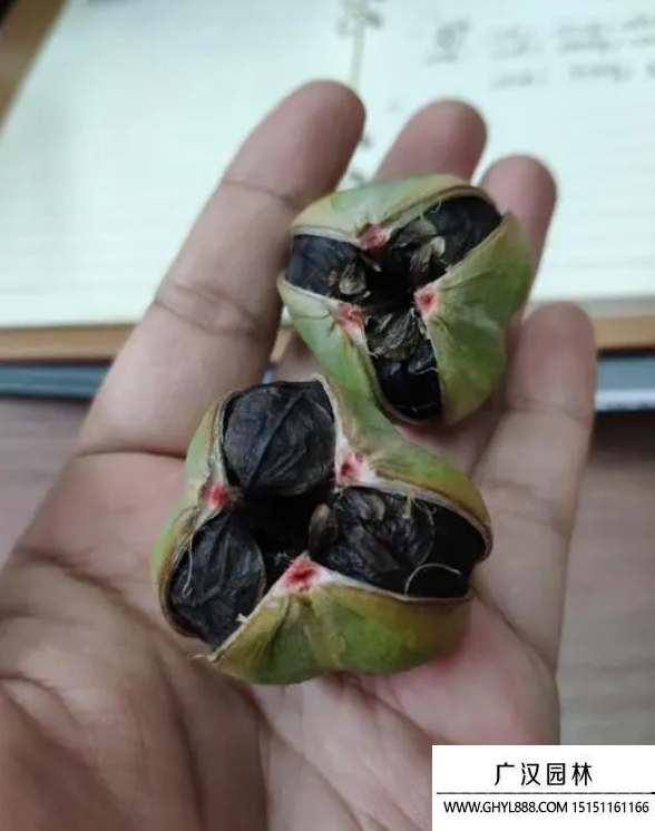 朱頂紅種子