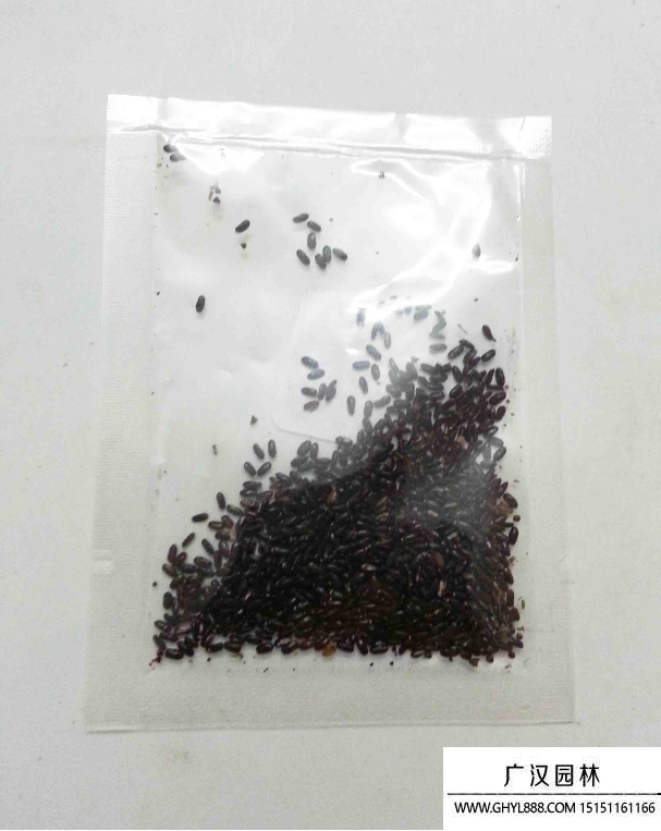 薄荷種子