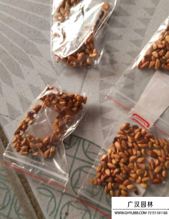 玫瑰種子