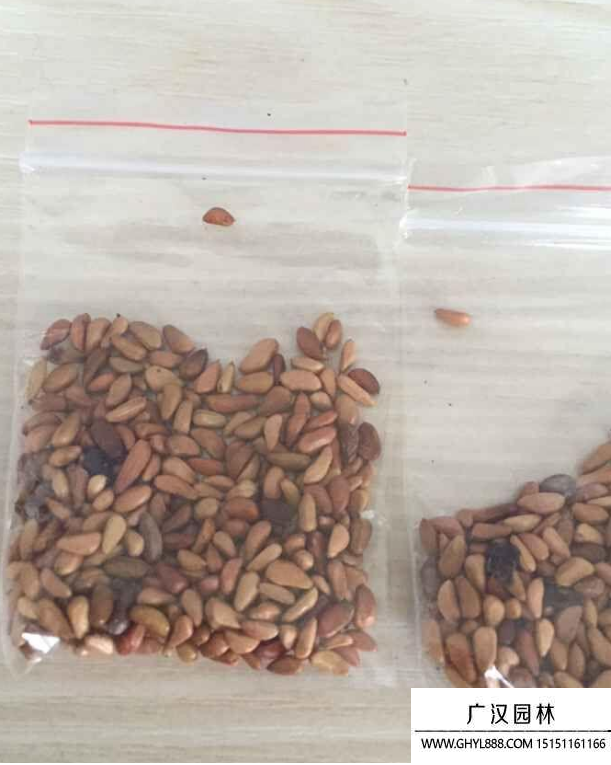 玫瑰種子