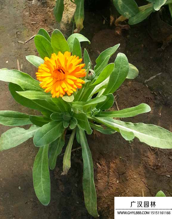 金盞花