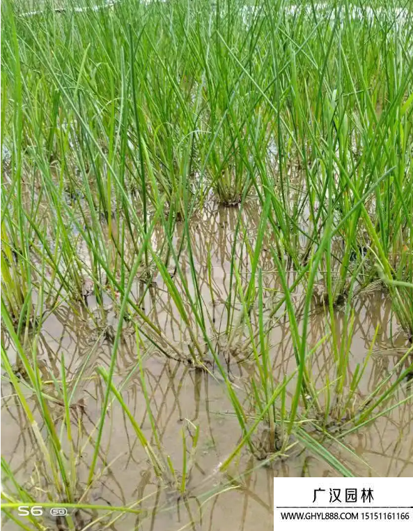 馬蹄