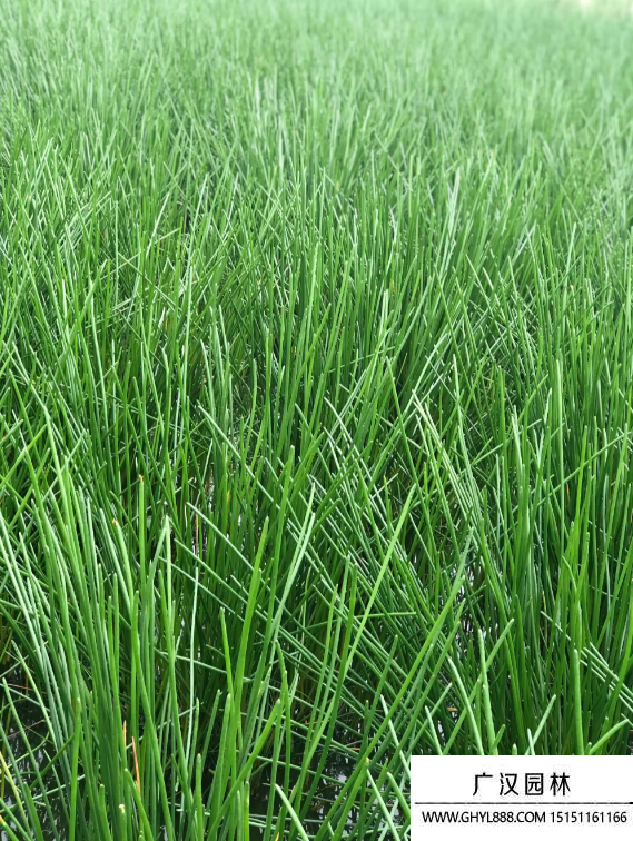 馬蹄