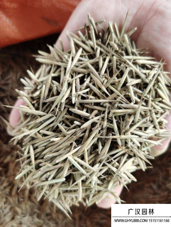 毛竹種子