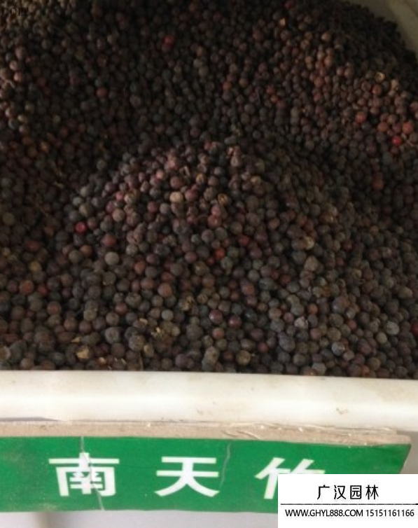 南天竹種子