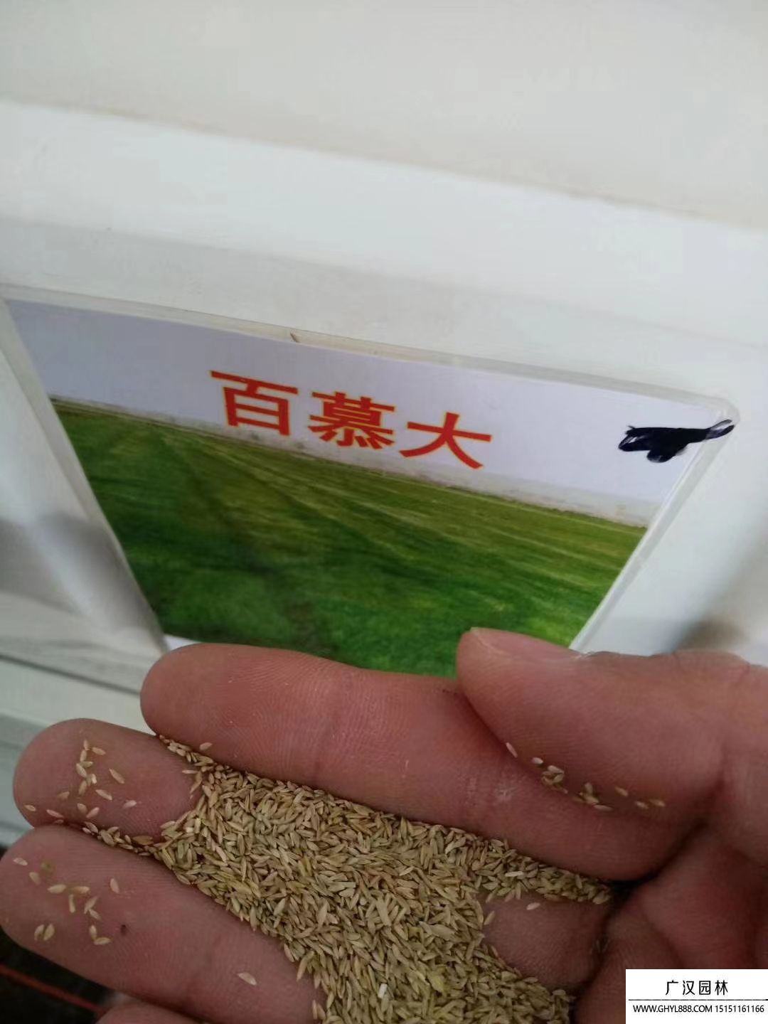 草坪種子