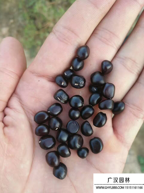 黑牡丹種子
