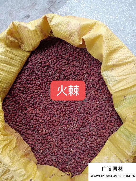 火棘種子