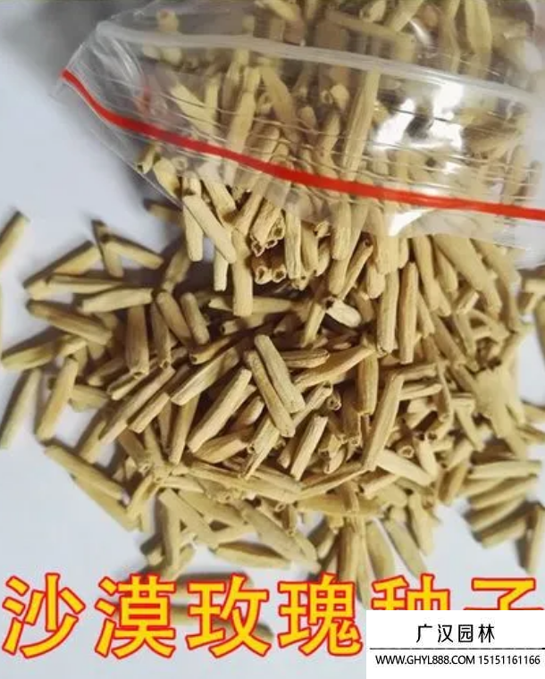 沙漠玫瑰種子