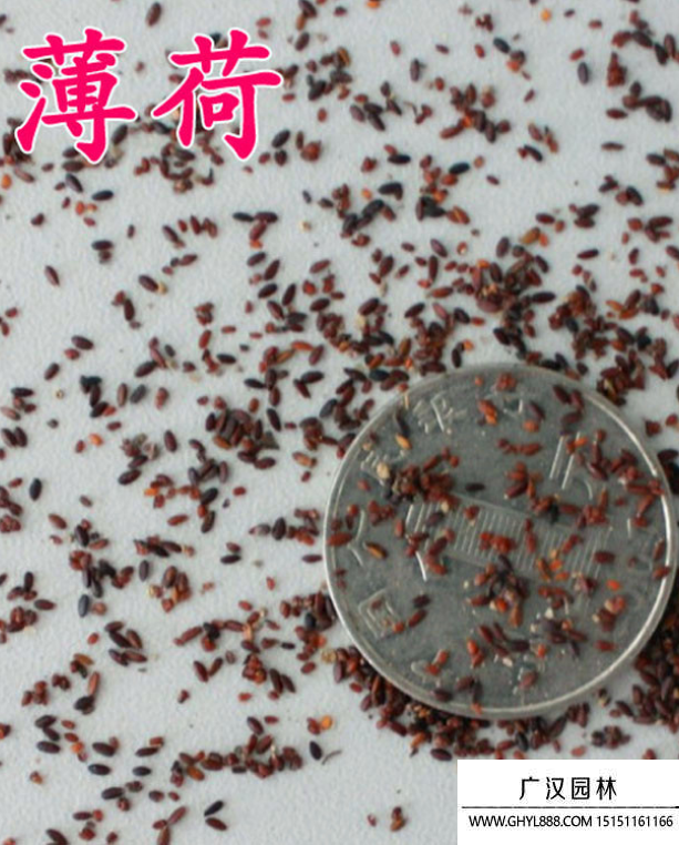 薄荷種子